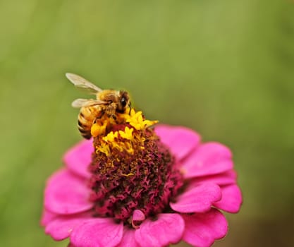 busy bee collecting nectar from pink flower