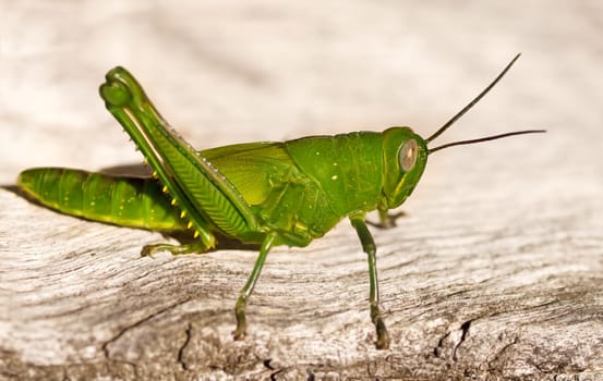 Green grasshopper organic garden pest on wood