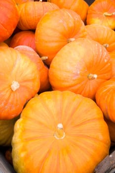 A box full of Cinderella Pumpkins on the Farm