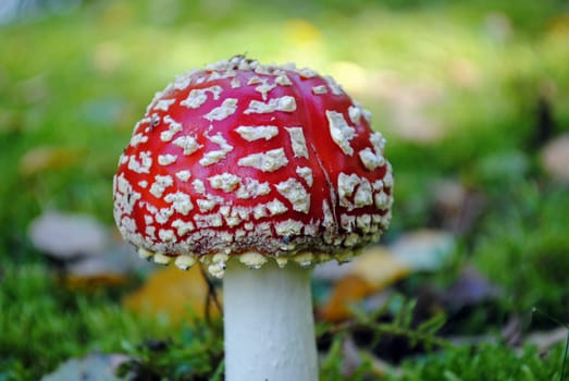 Fly agaric