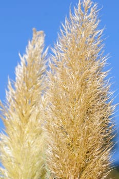 Pampas grass