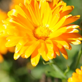marigold
