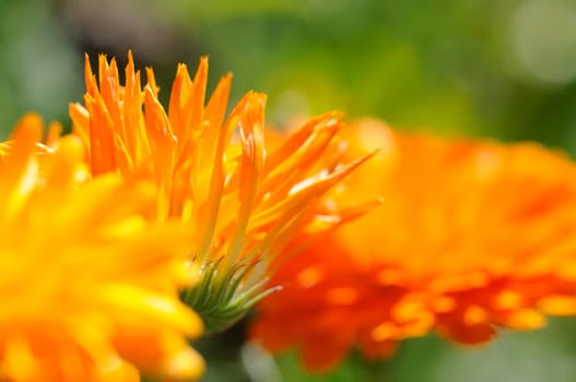 marigold