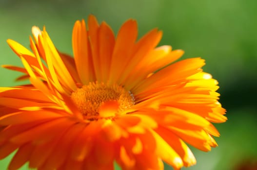 marigold