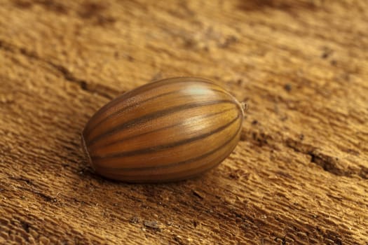 Brown striped acorn on old tree bark