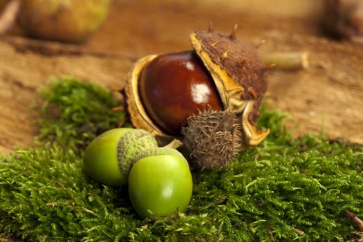 A horse chestnut and green acorns lie on Moss with a background of bark