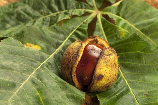 Half-opened horse chestnut on green chestnut leaves