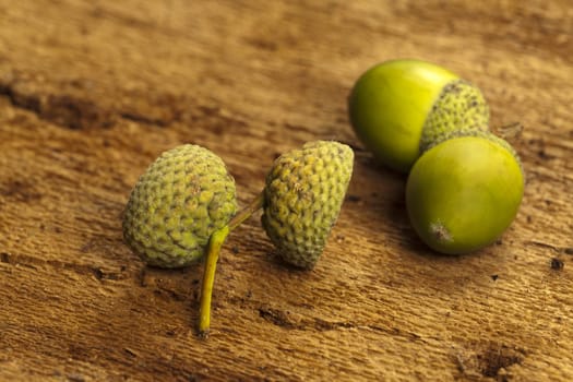 Green acorns and acorn hats lie on old tree bark
