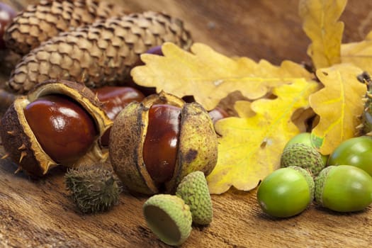 Chestnuts,acorns and pine cones lie on bark together with autumn leaves