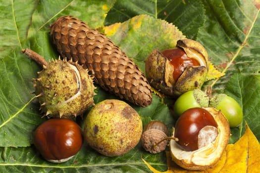 Forest autumn fruits on green foliage