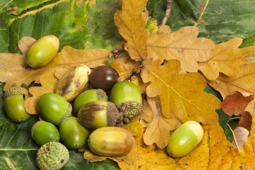 Green and brown acorns on yellow and green oak leaves