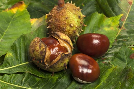 Horse chestnuts with and without fruit peel on green chestnut leaves