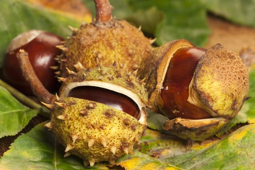 Horse chestnuts in fruit peel on chestnut leaves and tree bark