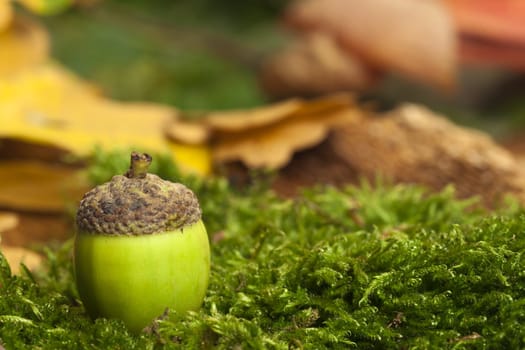 Green acorn with hat lying on moss with foliage in background