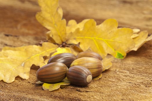 Brown acorns lie on bark together with oak leaves
