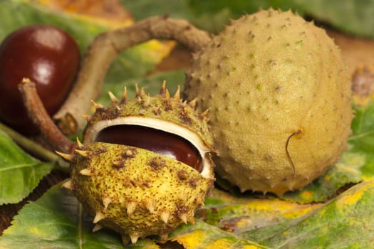 Horse chestnut in fruit bowl on chestnut leaves and tree bark