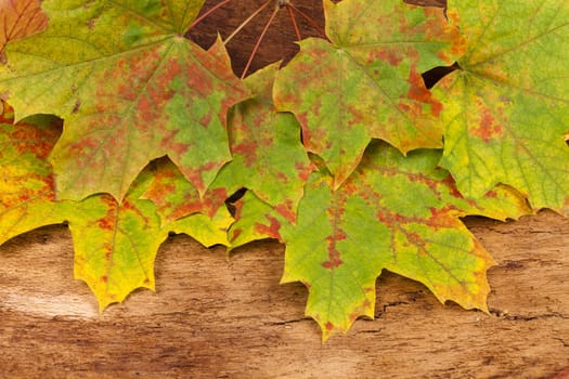 Autumnal background of colorful maple leaves on old tree bark