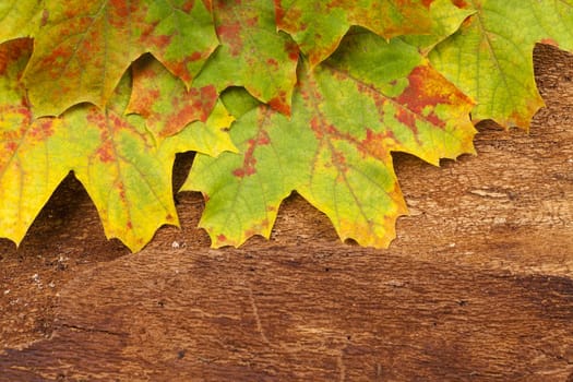 Autumnal background of colorful maple leaves on old tree bark