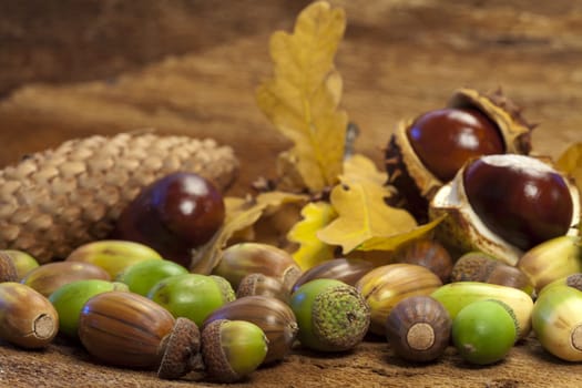 Background with nut fruits and pine cones on bark