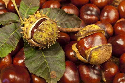 Autumnal background of numerous horse chestnuts