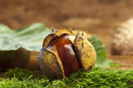 A horse chestnut in fruit bowl lies on green moss