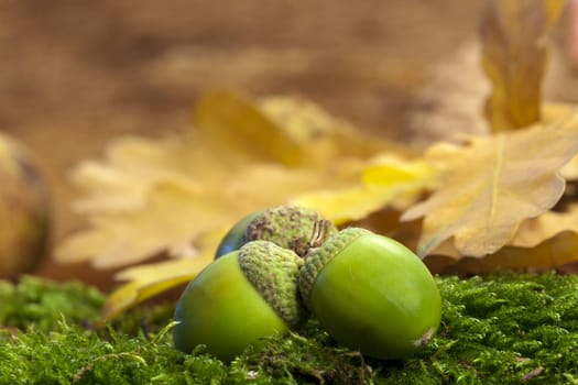 Green acorns with hat lying on green moss against a background of foliage