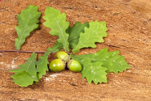Autumnal background of acorns and oak leaves on old tree bark