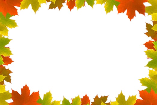 Background of colorful maple leaves against white background