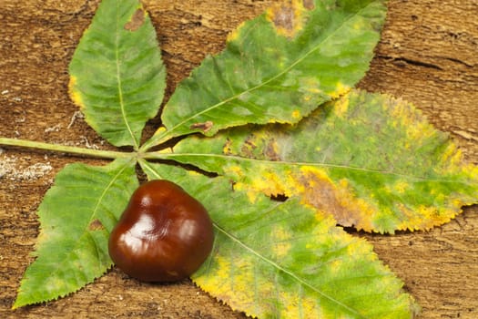 Brown horse chestnut on chestnut leaves and old tree bark