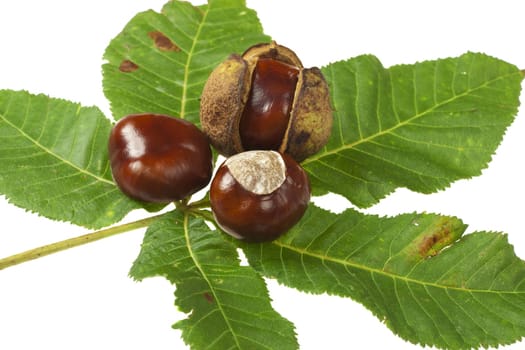 Horse chestnuts on chestnut leaf against white background