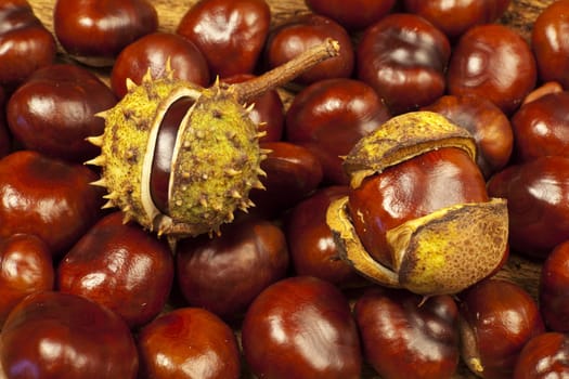 Autumnal background of numerous horse chestnuts