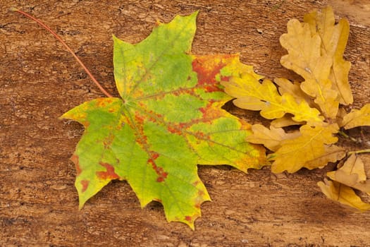 Autumnal background of colorful maple and oak leaves on old tree bark