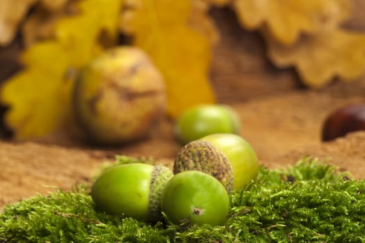 Green acorns with hat lying on green moss against a background of foliage
