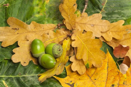 Green Acorns on Yellow and Green Oak Leaves