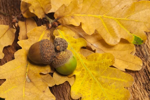 Two acorns lie on yellow oak leaves and old tree bark