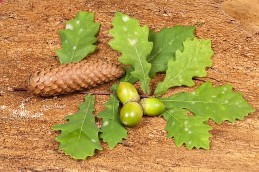 Autumnal background of acorns and oak leaves with a pine cone on old tree bark
