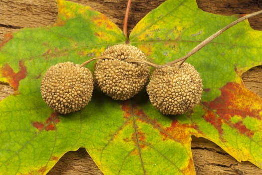 Three fruits of the plane tree on a colorful ahron leaf and old tree bark
