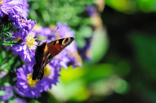 peacock