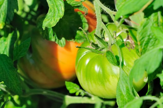 tomato