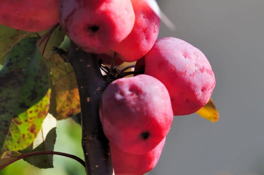 Ornamental apples