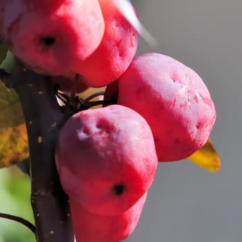 Ornamental apples