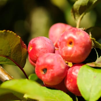 Ornamental apples