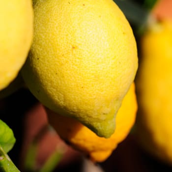 lemon