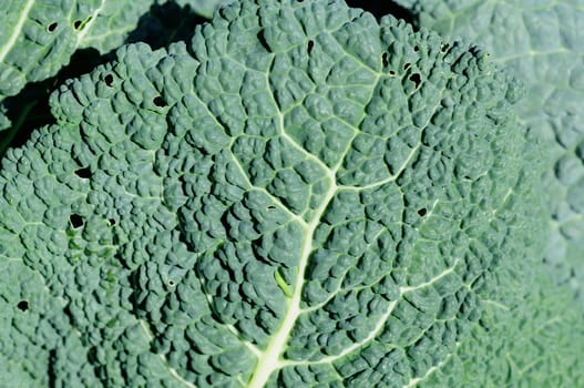 Savoy cabbage