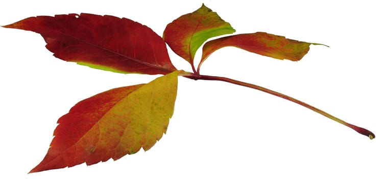 Autumn leaf