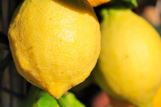lemon