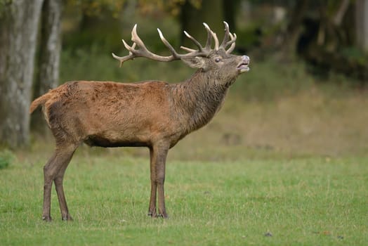 Red deer