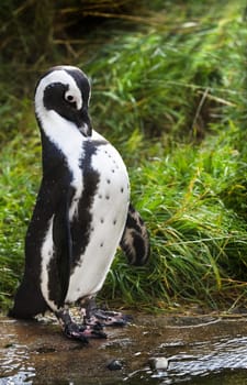 African- or Black-footed penquin covered with waterdrops standing in early morning sun