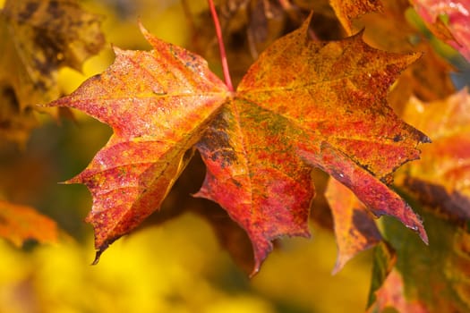 Tart Maple Leaf