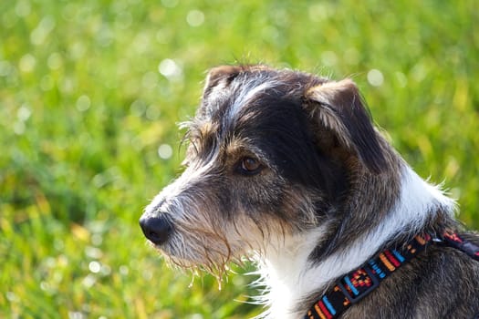 Mixed breed male
